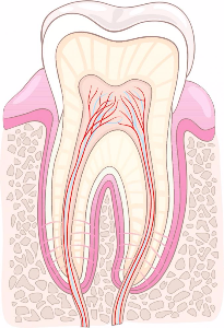 Tooth Anatomy- Types and Function of your Teeth