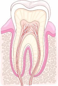 Parts of a tooth