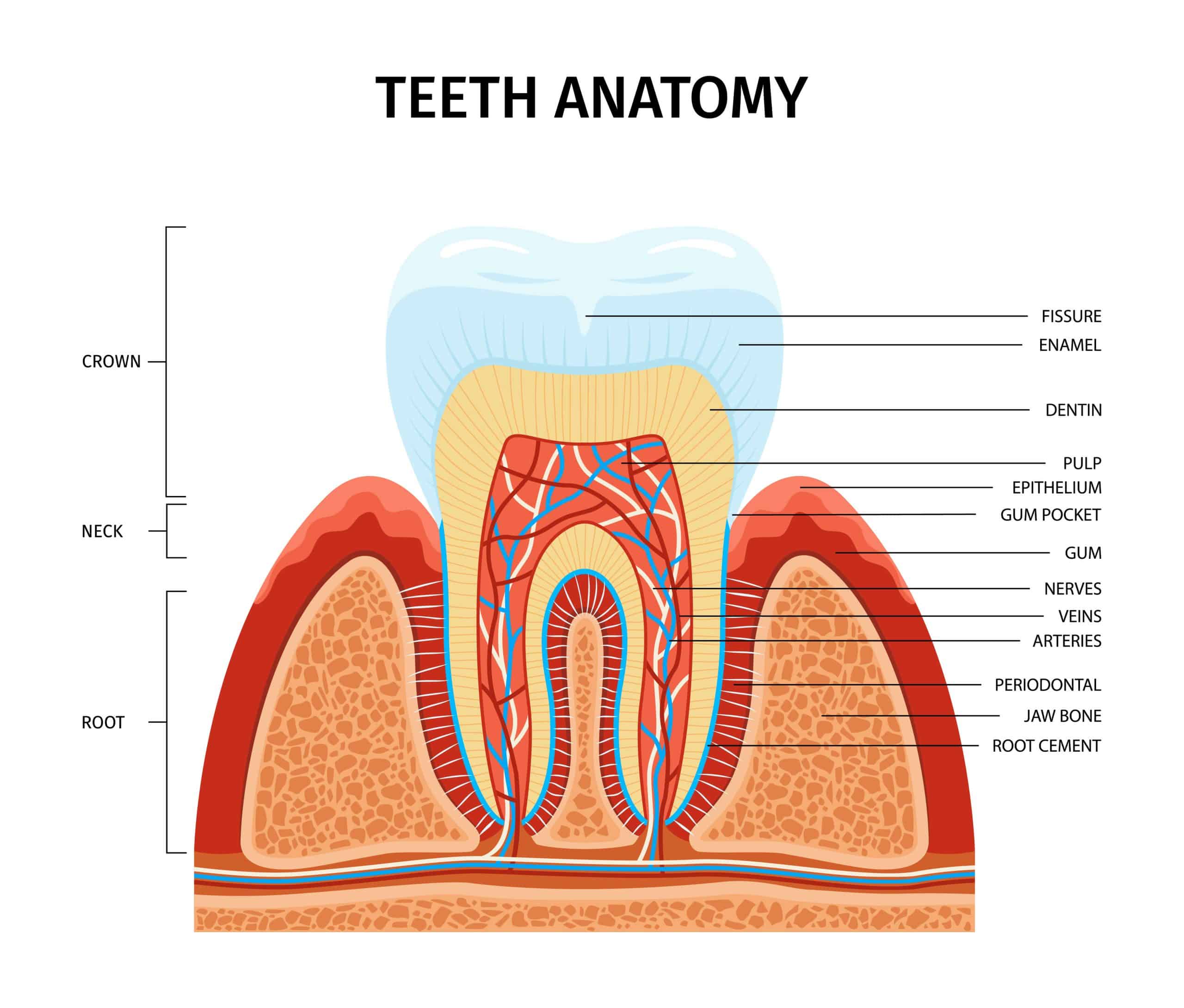 Close-up diagram or illustration of tooth anatomy in Bondi Beach